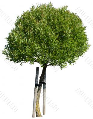 Green tree isolated on white