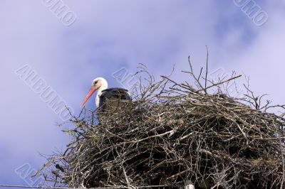 White stork in the nest White stork in the nest