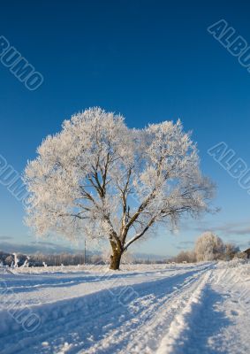 Frost covered tree Frost covered tree