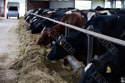 Feeding cows Feeding cows