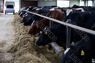 Feeding cows