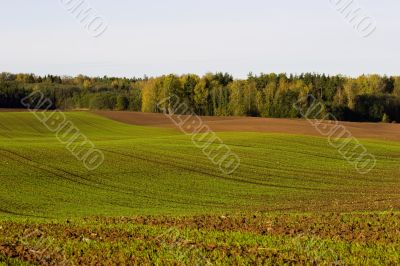 Winter crop field Winter crop field
