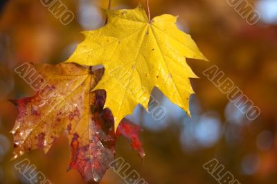 Maple leaf background Maple leaf background