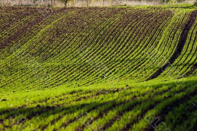 Winter crop field