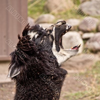 The screaming Llama
