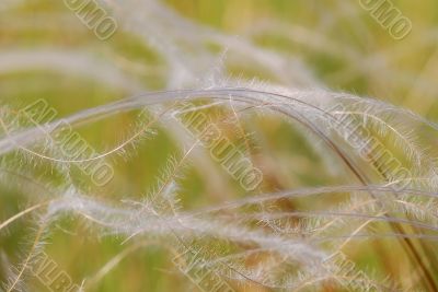 soft spring grass