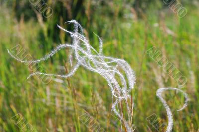 soft spring grass in the wind