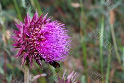 violet thistle violet thistle