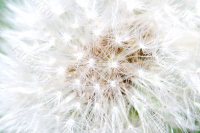 blowball macro view