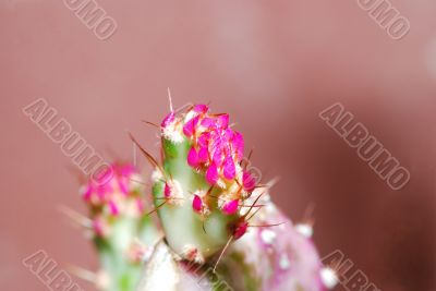 purple cactus bloom