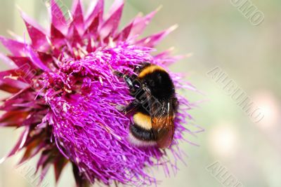 umblebee thistle flower umblebee thistle flower