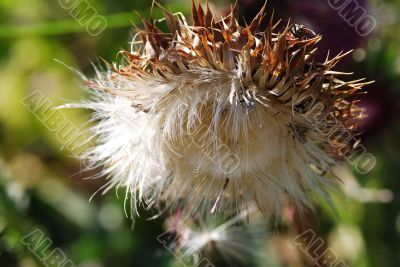 blossom of a thistle blossom of a thistle