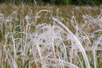 soft spring grass in natural soft spring grass in natural
