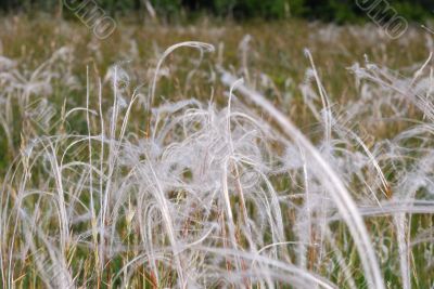 soft spring grass in natural