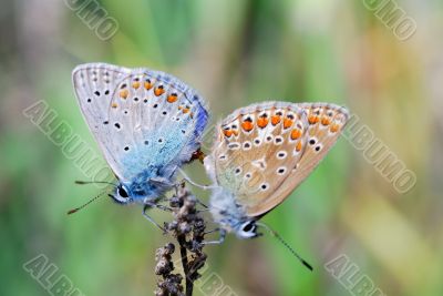 two butterfly sit on a flower