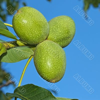 Green Walnut fruits