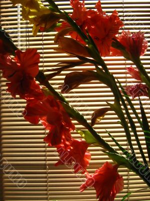 the beautiful Gladiolus