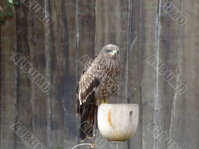 kestrel