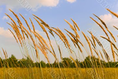 Tops of cereal weeds