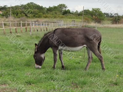 donkey eating grass donkey eating grass