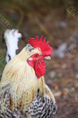 Cockerel