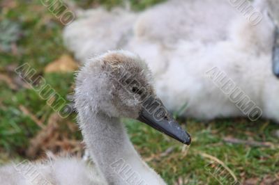 Cygnet