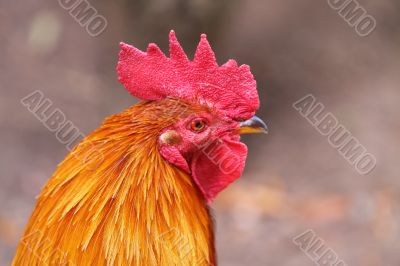 Cockerel Cockerel