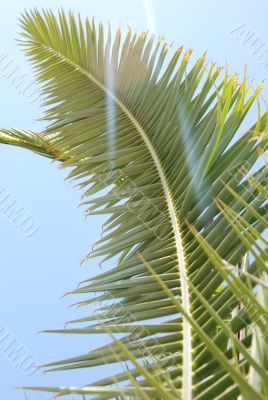 Palm leaf in patch of sunlight