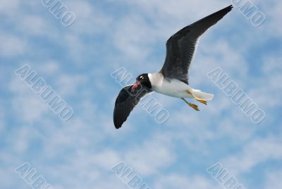 Seagull Seagull