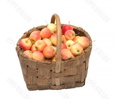 Crop of apples.