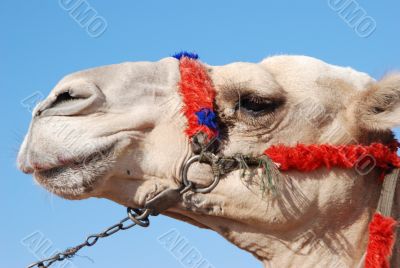 Camel`s muzzle in profile