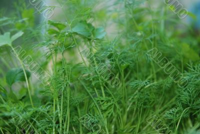 Dill fennel growth