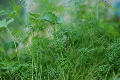 Dill fennel growth Dill fennel growth