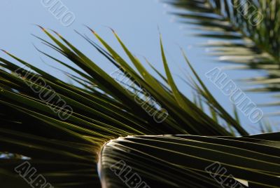 Palm leaf