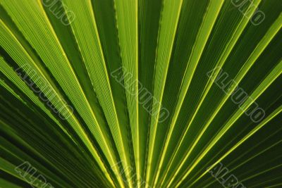 Palm leaf, round