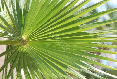 Palm leaf, round, beams