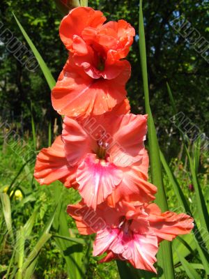 beautiful Gladiolus