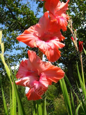 beautiful Gladiolus