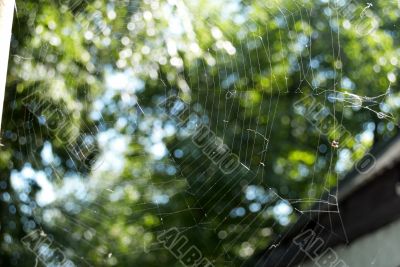 spider web spider web