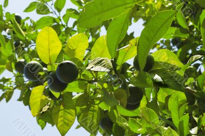 Fresh green citrus fruit on a tree