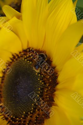 Beautiful yellow Sunflower with petals closeup.