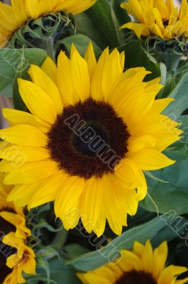Beautiful fresh yellow Sunflower