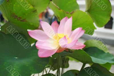 pink lotos in thailand