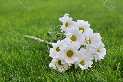 White chrysanthemum on the ground