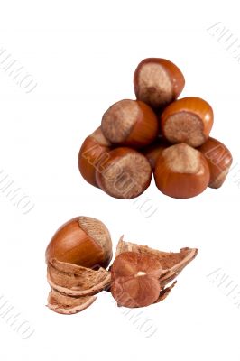 Brown Hazelnuts