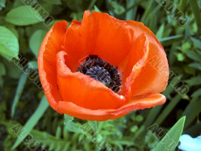 Red flower blossom in the garden