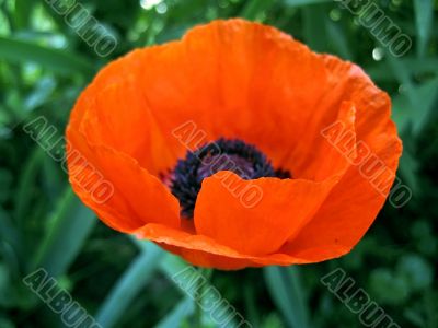 Red flower blossom in the garden