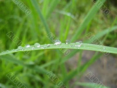 Dew on the leaves after rain