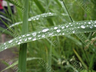 Dew on the leaves after rain