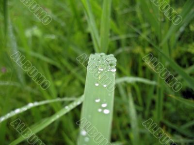 Dew on the leaves after rain